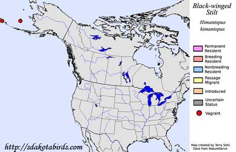 Black-winged Stilt range map