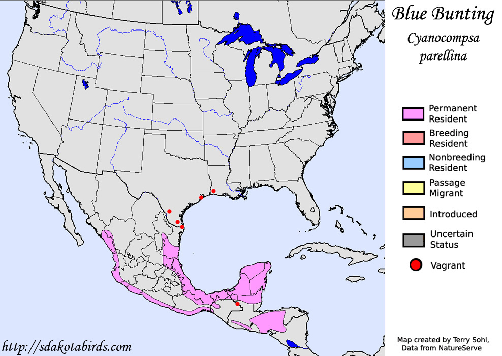Blue Bunting - North American Range Map