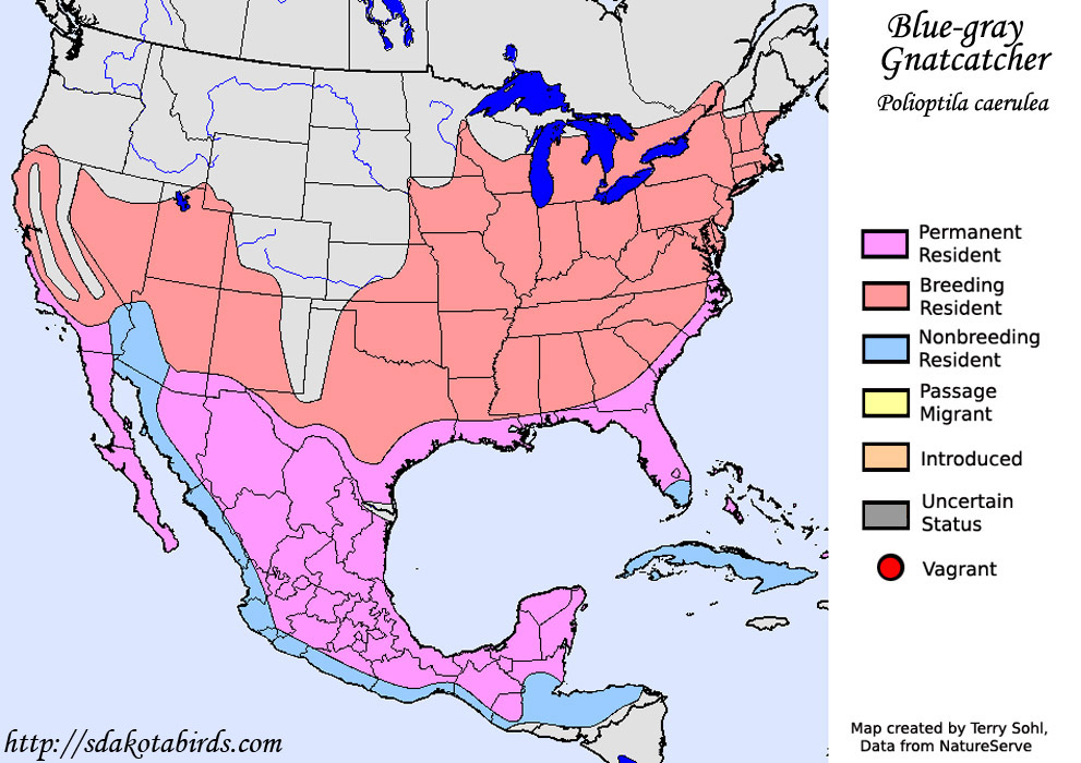 Blue-gray Gnatcatcher - Range Map