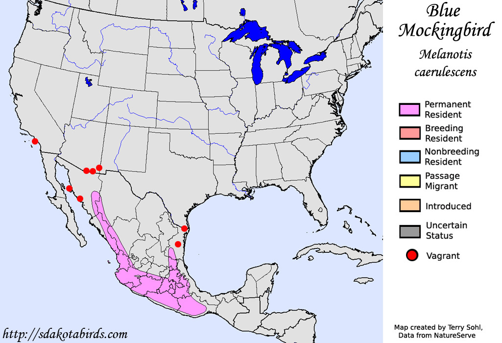 Blue Mockingbird Species Range Map