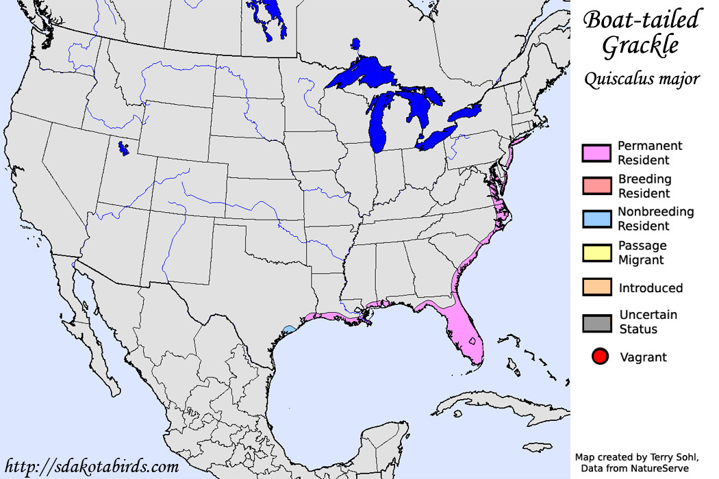 Boat-tailed Grackle - North American Range Map