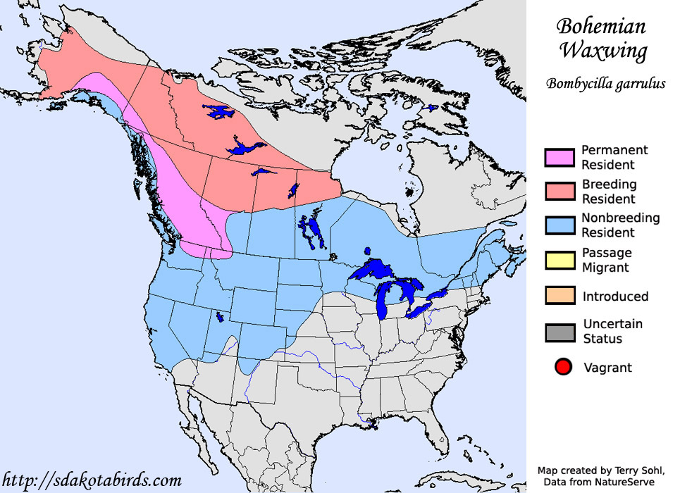 Bohemian Waxwing - Species Range Map