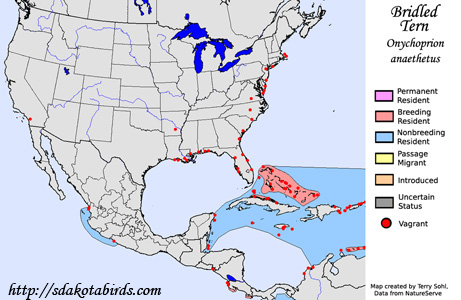 Bridled tern - Range Map
