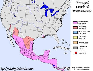 Bronzed Cowbird - Range Map
