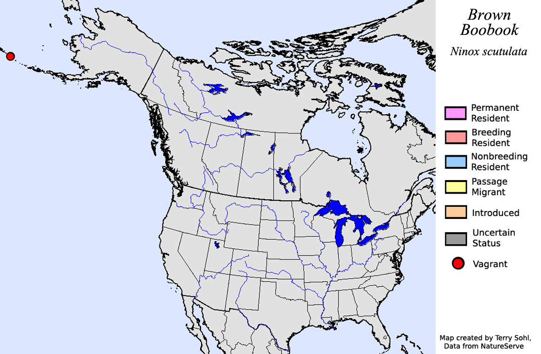 Brown Boobook - North American Range Map