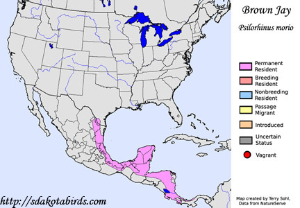 Brown Jay - Range Map