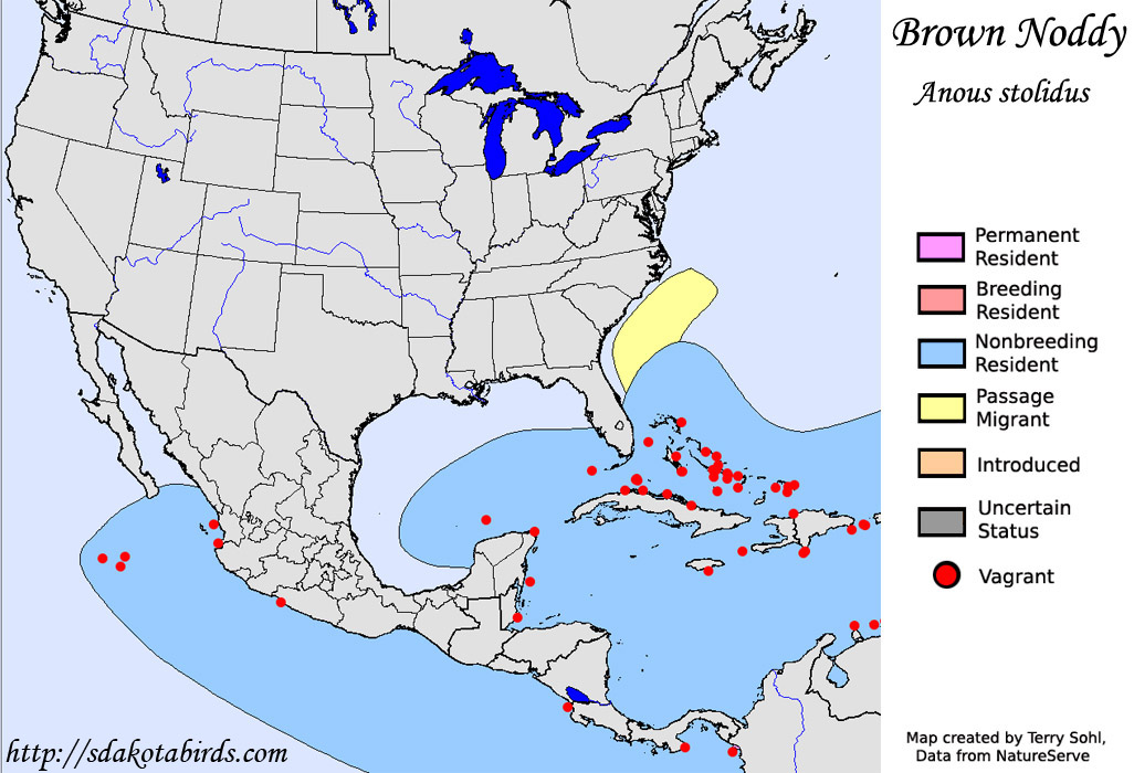 Brown Noddy - North American Range Map