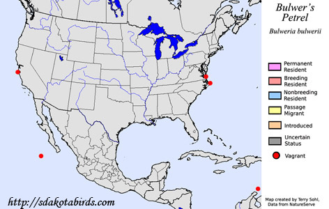 Bulwer's Petrel - North American Range Map