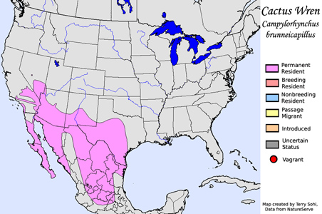 Cactus Wren - Range Map