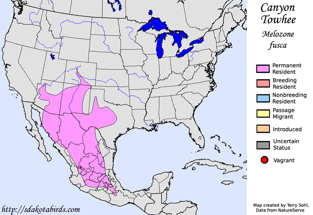 Canyon Towhee - North American Range Map
