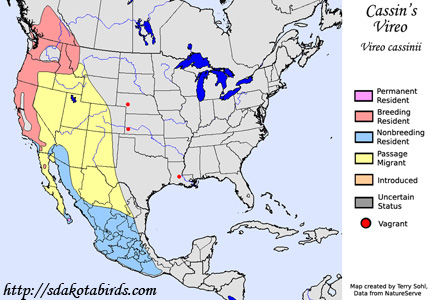 Cassin's Vireo - Vireo cassinii