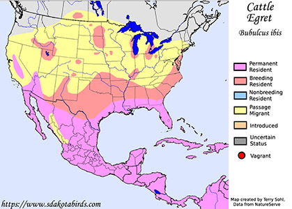 North American Range Map for the Cattle Egret - Bubulcus ibis - South Dakota Birds and Birding