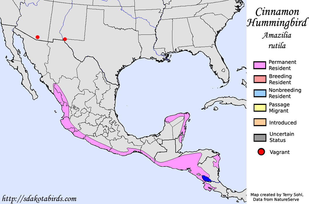 Cinnamon Hummingbird Species Range Map