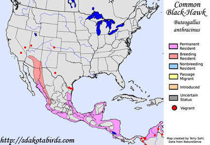 Common Black-Hawk - Range Map