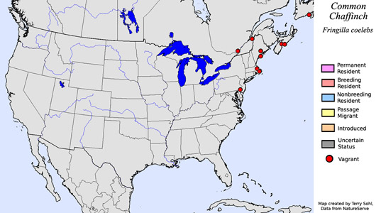 Common Chaffinch - Range Map