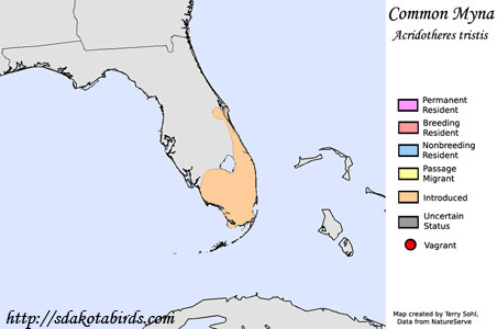 Common Myna - Range Map