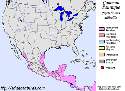 Common Pauraque range map