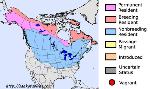 Common Redpoll - Species Range Map