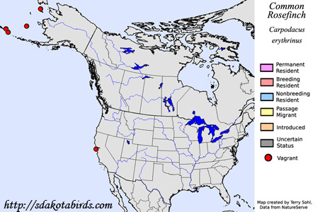 Common Rosefinch - Range Map