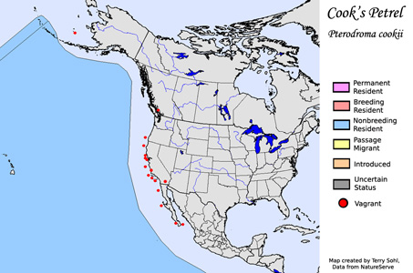 Cook's Petrel range map