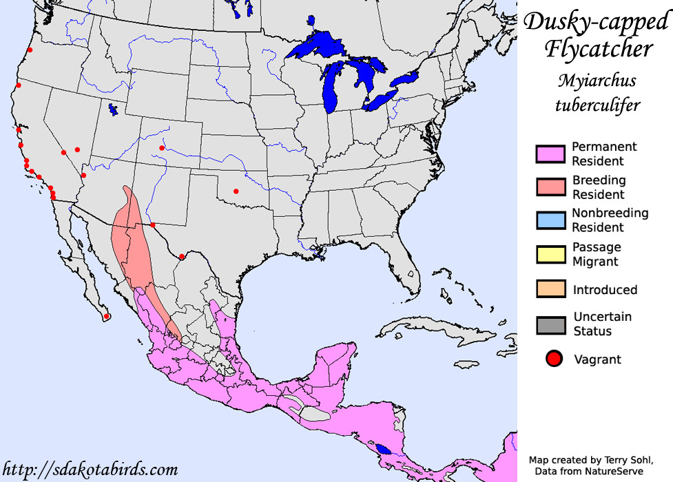 Dusky-capped Flycatcher - North American Range Map