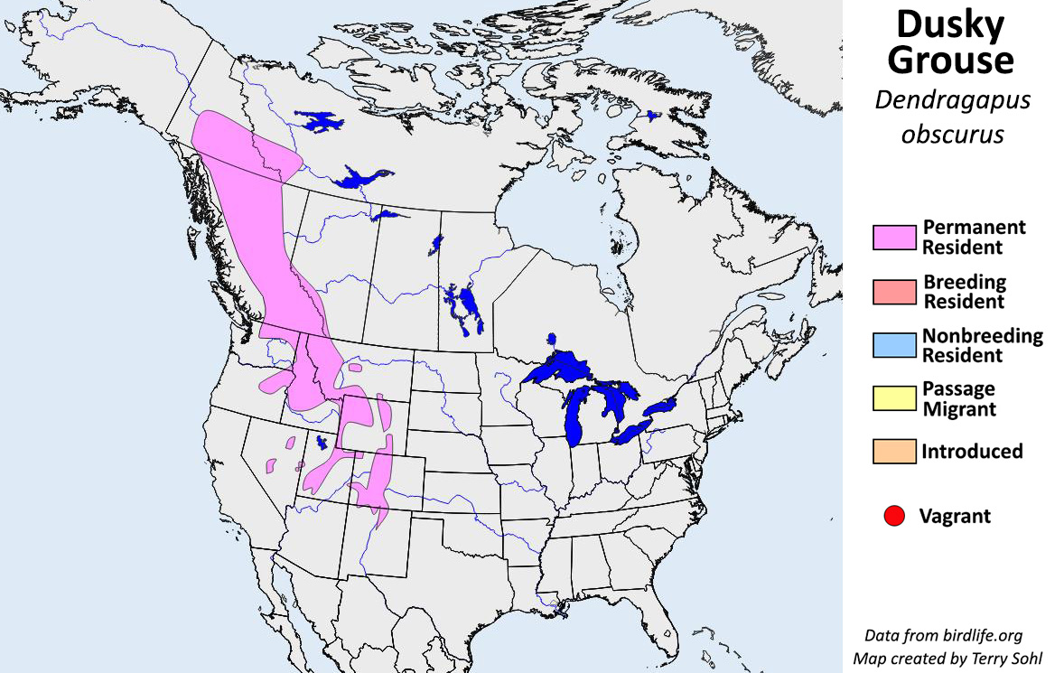 Dusky Grouse - North American Range Map