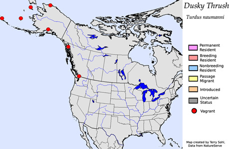Dusky Thrush - Range Map