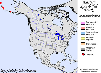 Eastern Spot-billed Duck - Range Map