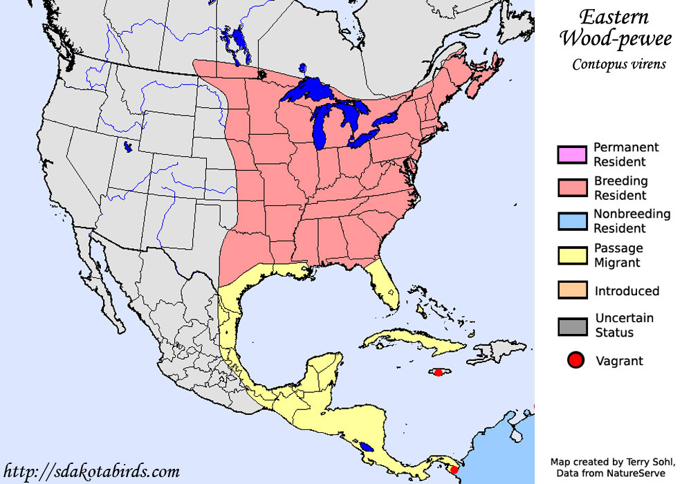 Eastern Wood-pewee - Range map