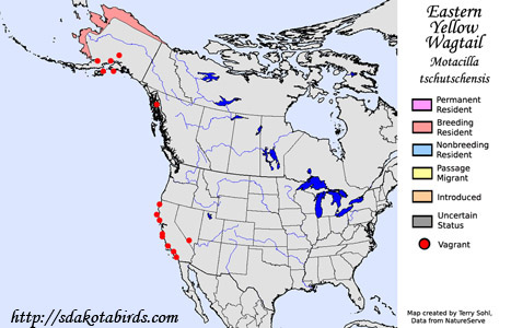 Eastern Yellow Wagtail - Range Map