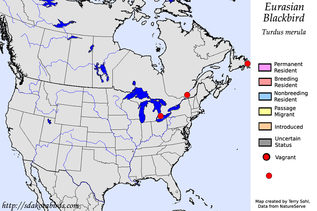 Eurasian Blackbird - North American Range Map