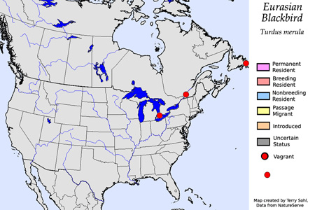 Eurasian Blackbird - Range Map