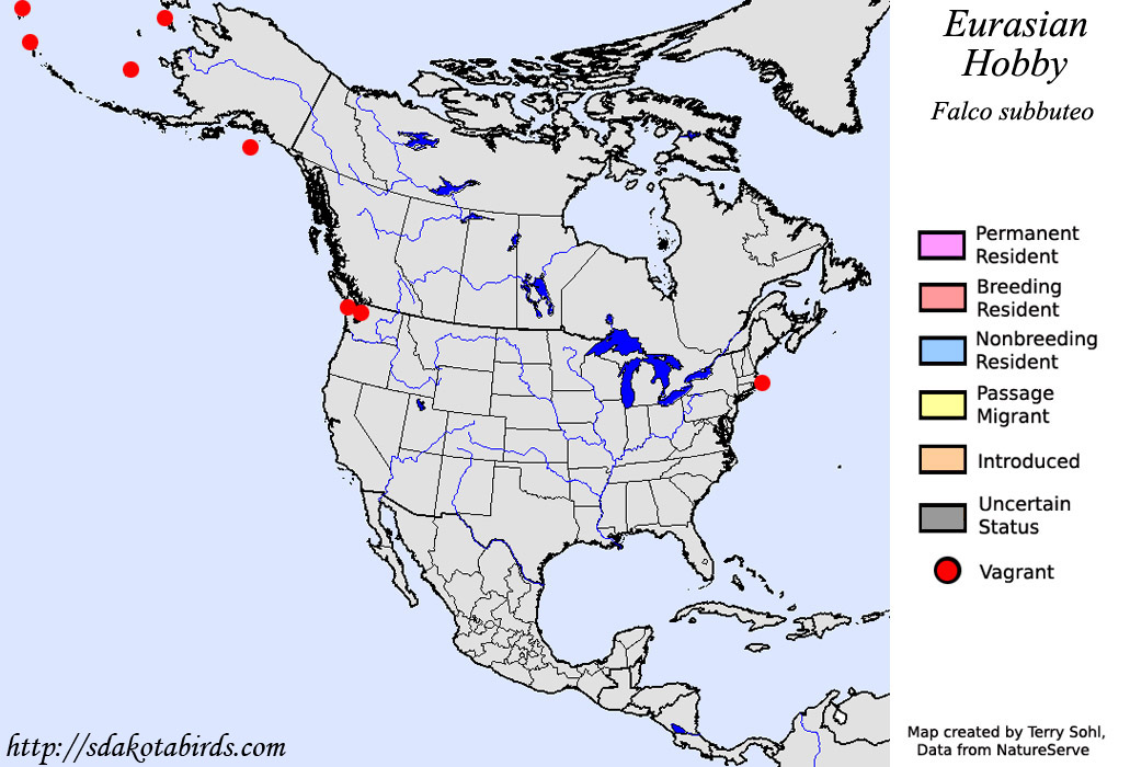 Eurasian Hobby - North American Range Map