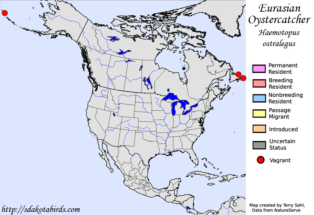 Eurasian Oystercatcher - Range Map