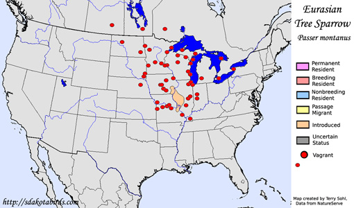 Eurasian Tree Sparrow - North American Range Map