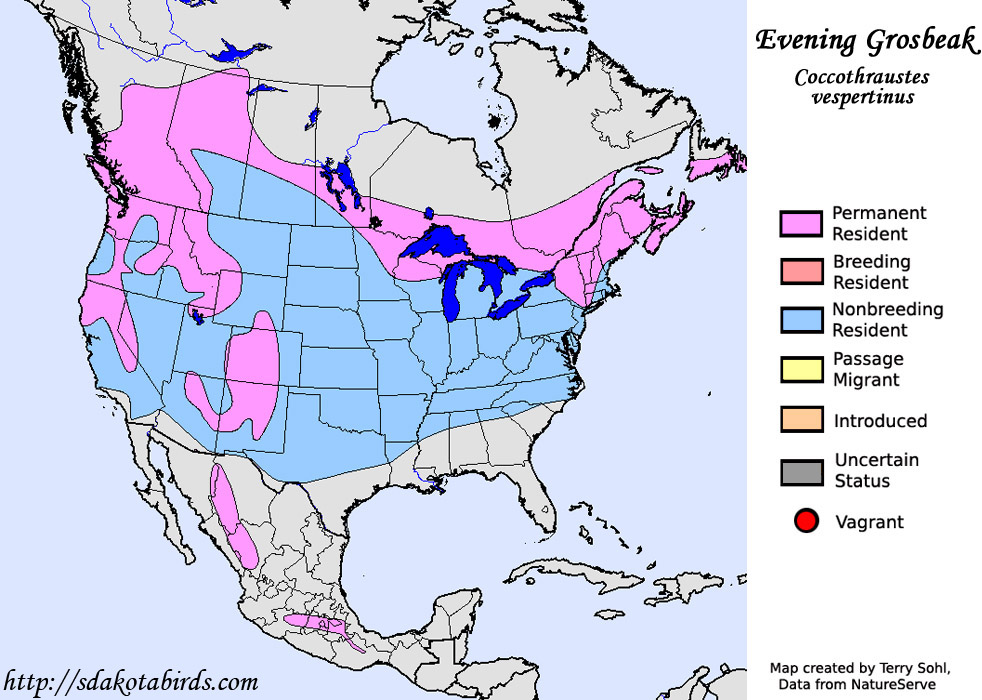 Evening Grosbeak - Species Range Map