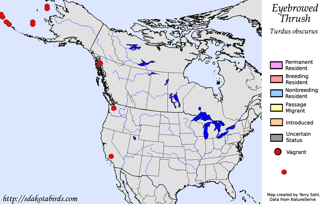 Eyebrowed Thrush - North American Range Map
