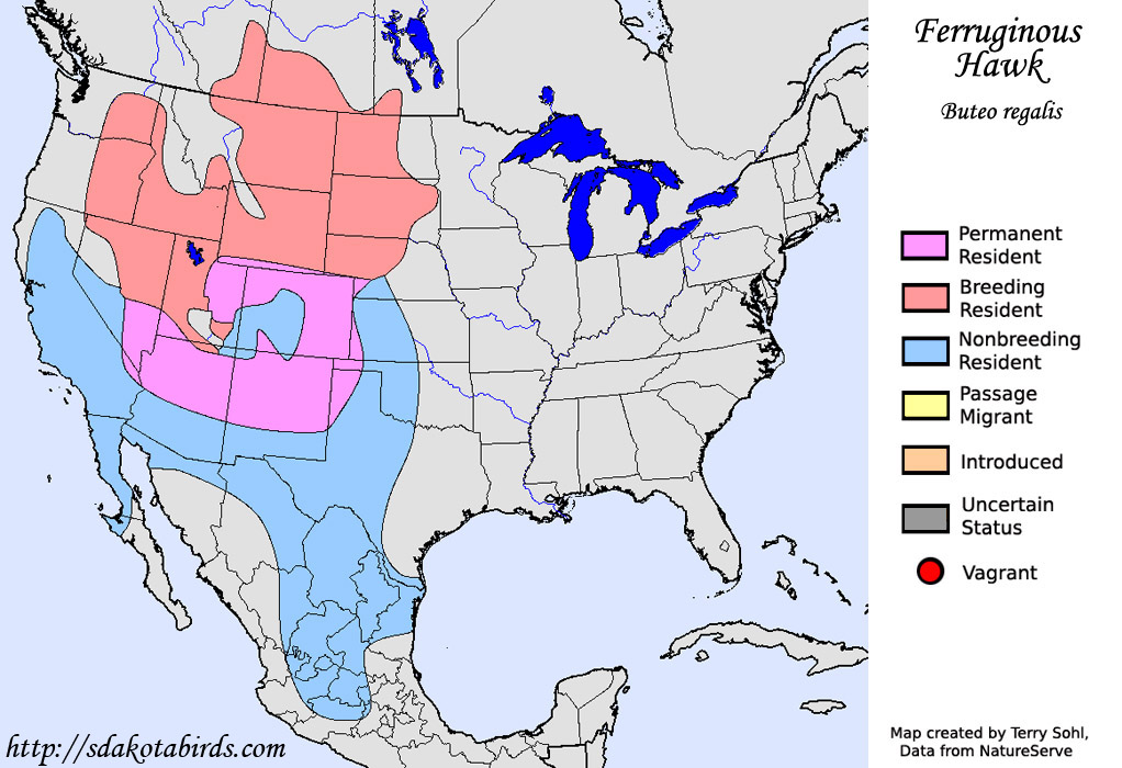 Ferruginous hawk Species Range Map