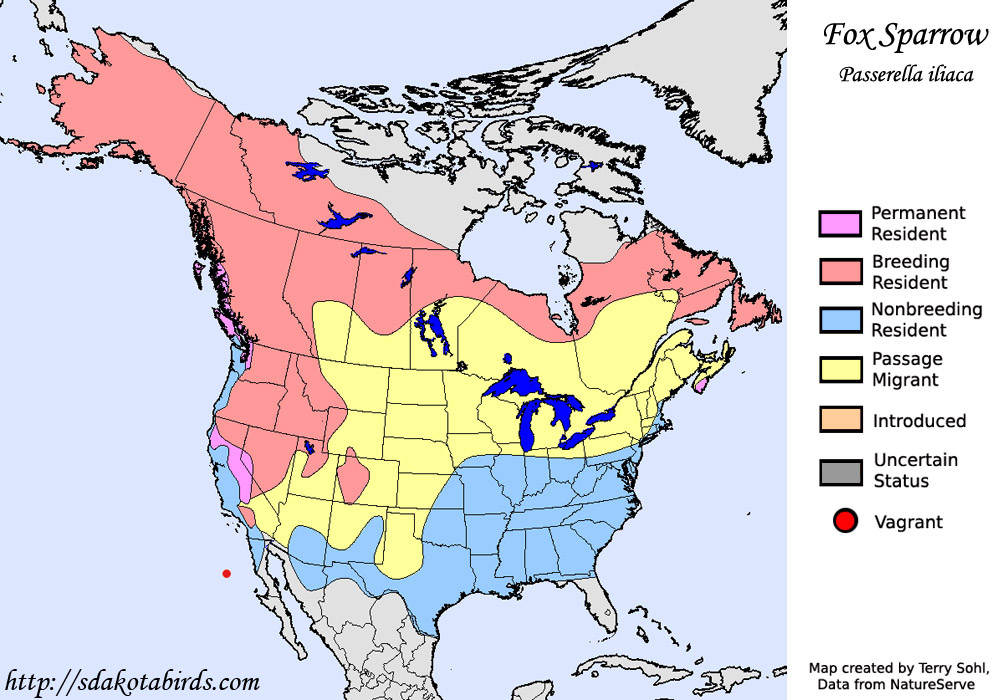 Fox Sparrow Species Range Map