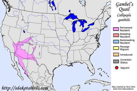 Gambel's Quail - Range Map