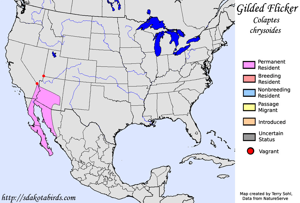 Gilded Flicker - North American Range Map