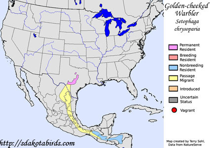 Golden-cheeked Warbler - Setophaga chrysoparia
