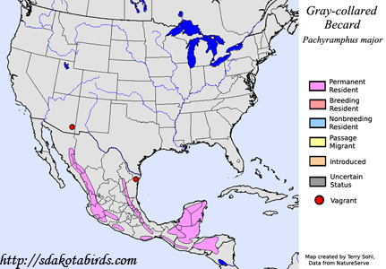 Gray-collared Becard - Range Map