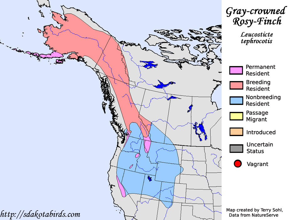Gray-crowned Rosy-Finch - Species Range Map