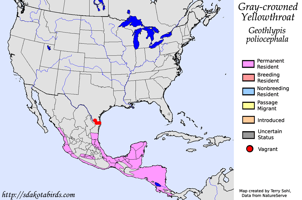 Gray-crowned Yellowthroat - North American Range Map