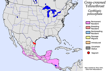 Gray-crowned Yellowthroat range map