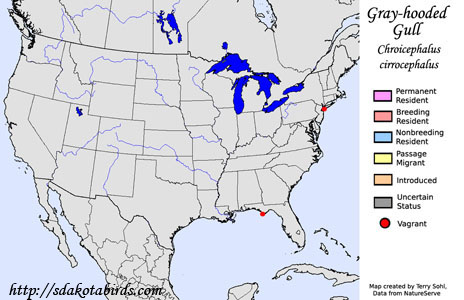 Gray-hooded Gull range map