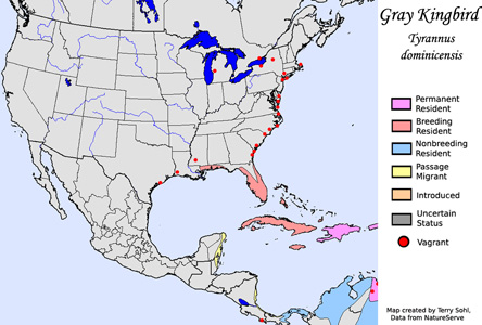 Gray Kingbird - Range Map