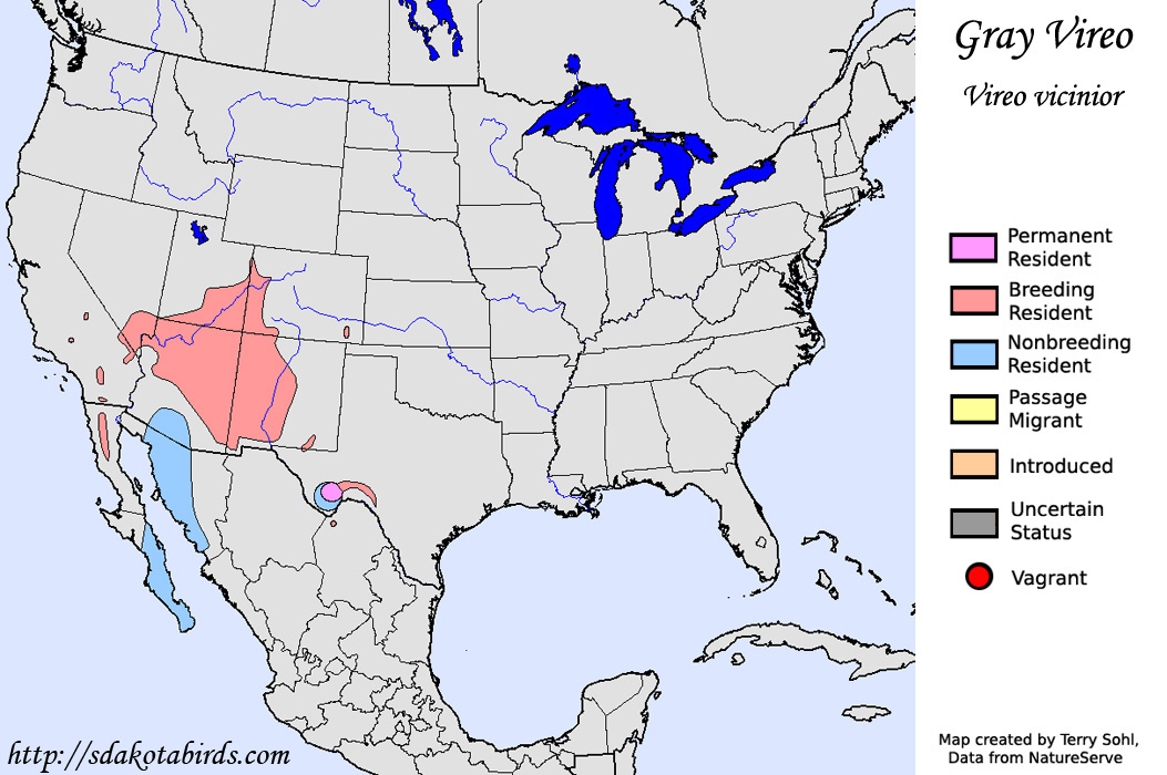 Gray Vireo - North American Range Map