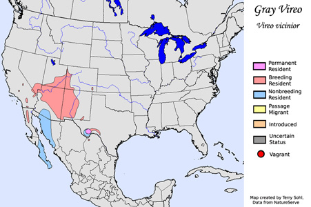 Gray Vireo - Range Map